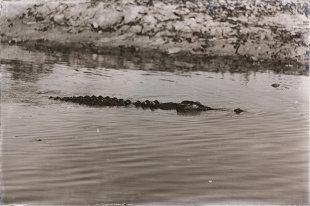 In Australia reptile crocodile in the river pond and lightの写真素材