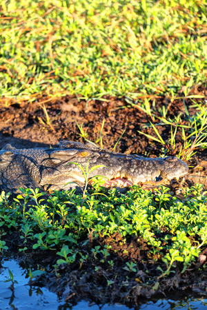 in  australia  reptile crocodile in the river pond and lightの写真素材