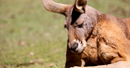 in  australia natuarl park close  up of the kangaroo near   bushの写真素材
