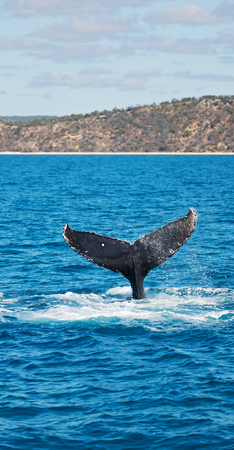 in australia a free whale in the ocean like concept of freedom の写真素材