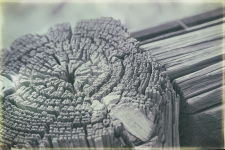 abstract texture of a surface tree like background grainの写真素材