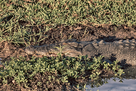 in  australia  reptile crocodile in the river pond and lightの写真素材