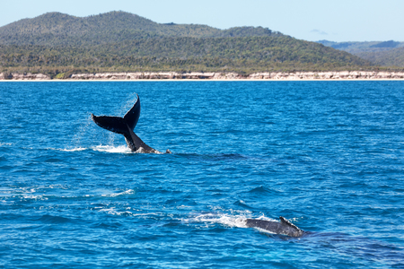 in australia a free whale in the ocean like concept of freedom の写真素材