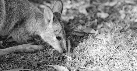 in  australia natuarl park close  up of the  kangaroo near   bushの写真素材