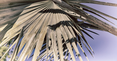 in australia the branch of the palm in the clear skyの写真素材