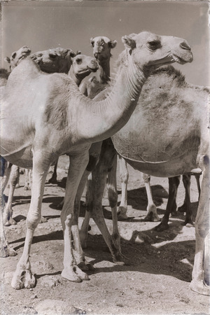 in  danakil ethiopia africa  in the  old market lots of camel ready to sell and the nature backgroundの写真素材