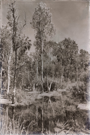 in australia mataranka  river the palm and the lake in the nature