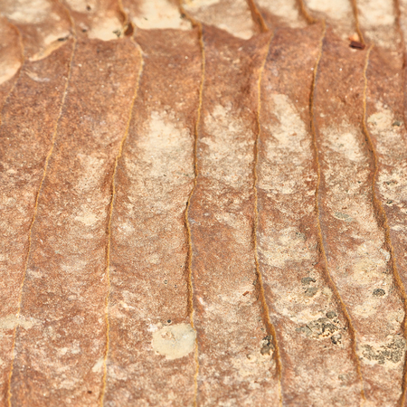 abstract background texture of the rock  in the nature and empty space concept of solid and surface