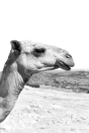 in  ethiopia africa   camel in the sky like abstract backgroundの写真素材
