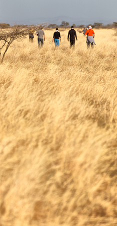in   ethiopia africa  in the  national park tourist looking for wild animalsの写真素材