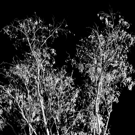 In Australia outback the tree and leaf in the clear skyの写真素材