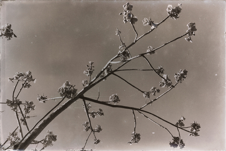 in  australia   the plant and   flower in  empty sky