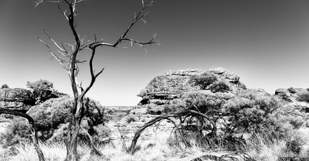 in  australia   the kings canyon nature wild and outbackの写真素材