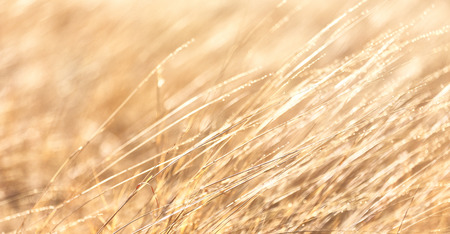 in  ethiopia africa  the fiels of grass in the morning and the light with dropの写真素材