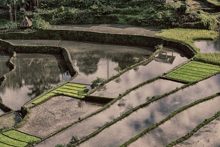 blur in philippines terrace field for coultivation of rice from banaueの写真素材