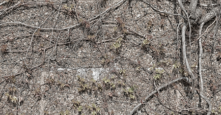 blur in the wall with natural branch and rootsの写真素材