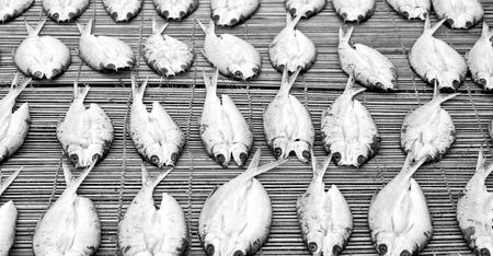 lots of fish salted and dry preparation for the marketの写真素材