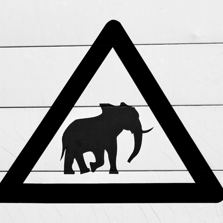 blur in south africa close up of the elephant  sign like    texture backgroundの写真素材