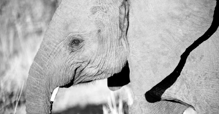 blur in south africa   kruger  wildlife  nature  reserve and  wild elephantの写真素材