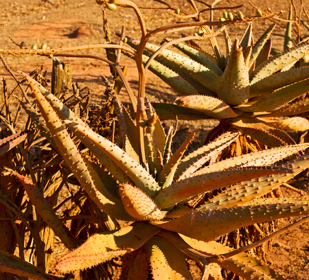 blur in swaziland   mlilwane wildlife  nature  reserve mountain and treeの写真素材