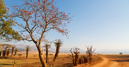blur in swaziland   mlilwane wildlife  nature  reserve mountain and treeの写真素材