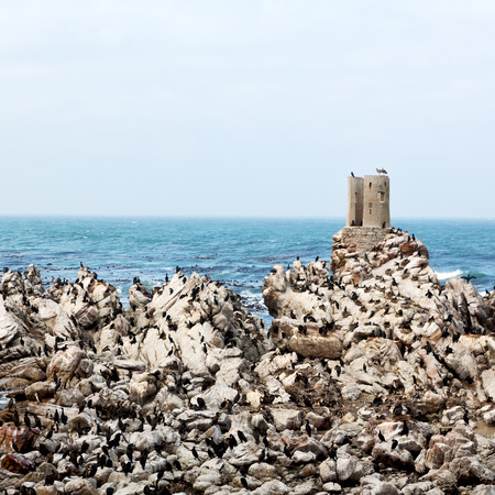 blur in south africa  betty's bay wildlife  nature  reserve birds  penguin and rocksの写真素材