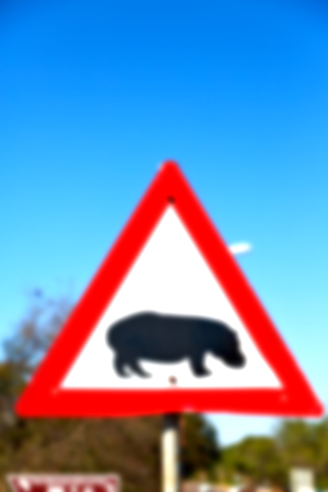 blur in south africa close up of the hippopotamus  sign like    texture backgroundの写真素材