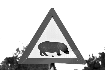 blur in south africa close up of the hippopotamus  sign like    texture backgroundの写真素材