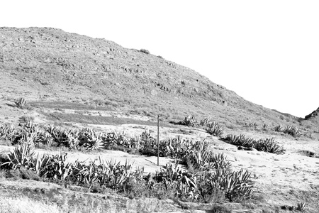 blur in south africa plant     land bush and tree near the   mountainの写真素材