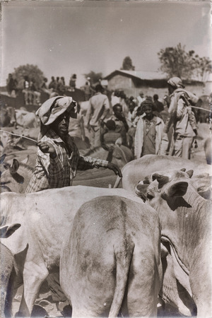 ETHIOPIA,BABLILE-CIRCA JANUARY 2018--unidentified  people in the  animal market and lots of cow のeditorial素材