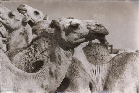 in  danakil ethiopia africa  in the  old market lots of camel ready to sell and the nature backgroundの写真素材