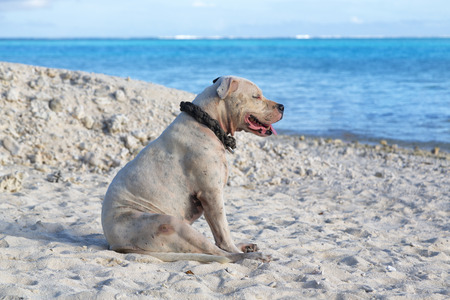 in polynesia beach a dog resting near the oceanの写真素材