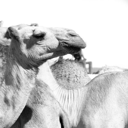 in  danakil ethiopia africa  in the  old market lots of camel ready to sell and the nature backgroundの写真素材