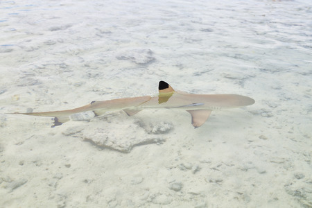 sharks in polynesia rangiroa the pink sands of the coastline like paradise concept and relaxの写真素材