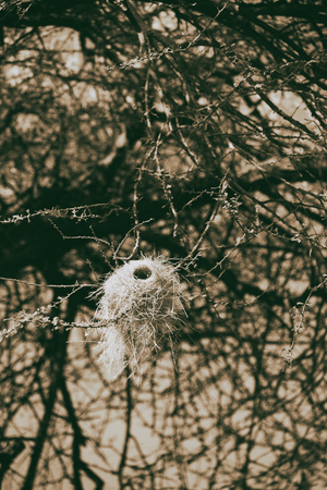 in  danakil ethiopia africa  in the  forest and the tree a empty nest bird in a branch and skyの写真素材