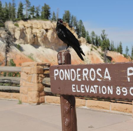 crow in USA  bryce   national  park the beauty of amazing nature tourist destinationの写真素材