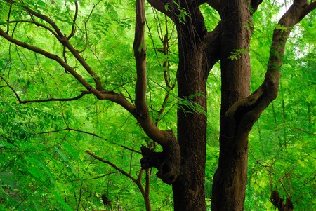 Tamarind tree in luangprabang, loasの写真素材