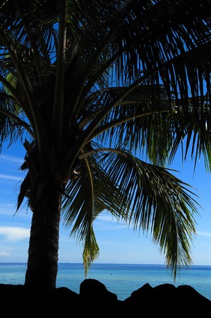 Silhouette coconut palm tree at islandの写真素材
