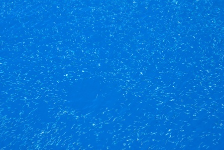 texture of small fish,view over the seaの写真素材