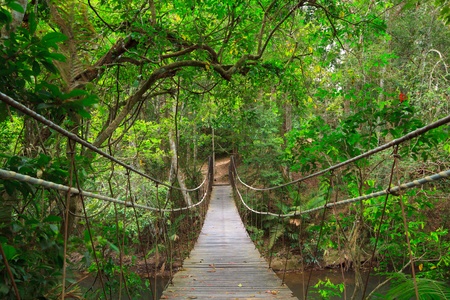 Bridge to the jungle,Khao Yai national park,Thailandの写真素材