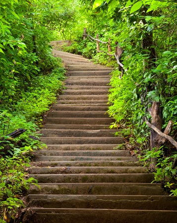 Stairway to forestの写真素材