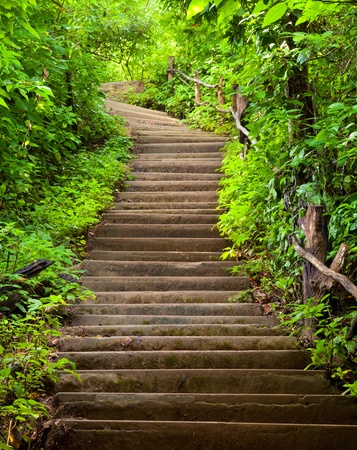 Stairway to forest