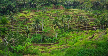 Rice terrace, Bali, Indonesiaの写真素材