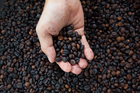 coffee bean on the handの写真素材