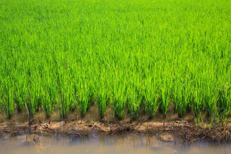 green rice fieldの写真素材