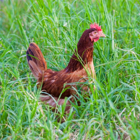 Brown chicken on green grass fieldの写真素材