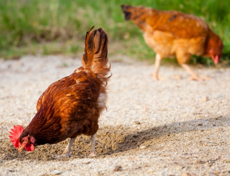 Brown chicken looking at sandの写真素材