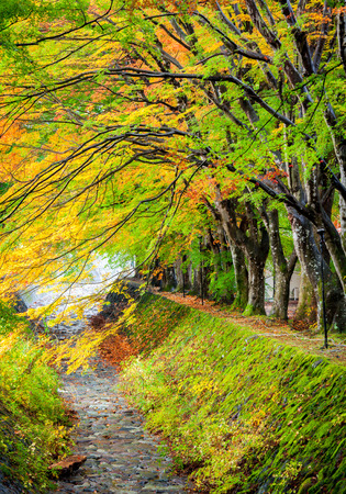 Maple corridor, Kawaguchiko lake, Japanの写真素材
