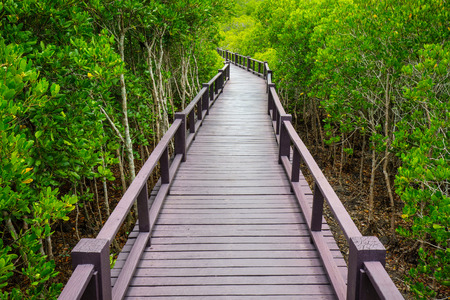 Wooden bridge to the jungle,Prachuap Khiri Khan,Thailandの写真素材
