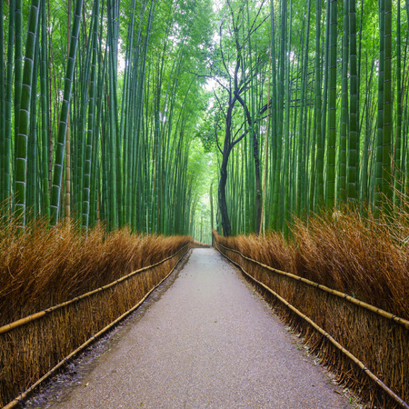 Path to bamboo forest, Arashiyama, Kyoto, Japan